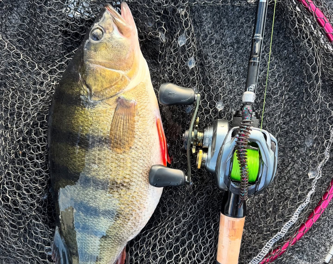 RenzStein Beastly Stick 12cm